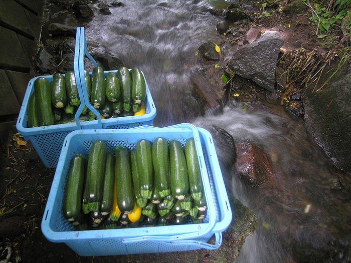 �����͂���Ō��������̑�̗��ꂪ�V�R�̗①�ɁB�J�S�̃Y�b�L�[�j�́A���łǂ�ǂ�傫���Ȃ��Ă��܂��̂ŁA�H�׍��T�C�Y�����n���Ă����ɗ�₵�Ă����B