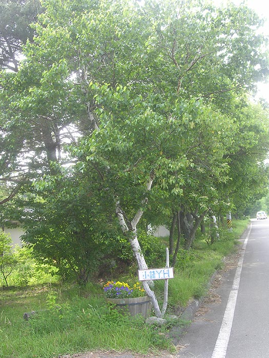 �H������̘b��M�S�ɕ��������o�[�A��O�̓L���x�c