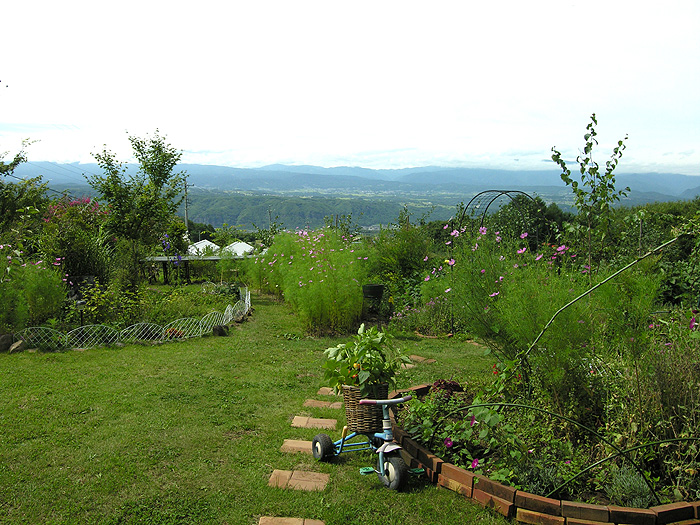 �Ԓd�ɃR�X���X�̉Ԃ��炫�n�߂������炵�̗ǂ���